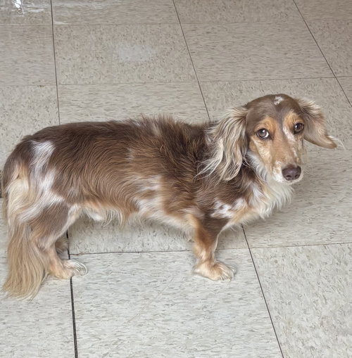 picture of the dog needing adoption