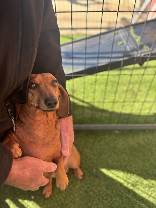 picture of the dog needing adoption