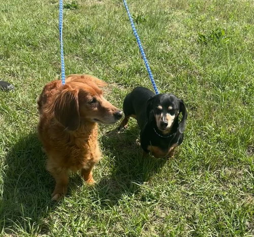 Misty and Rusty bonded pair, an adoptable Dachshund in York, SC