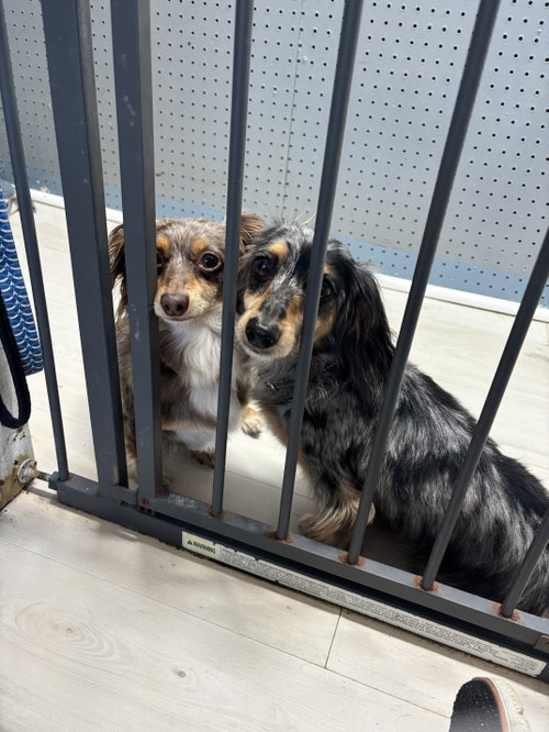 Winnie and Vinnie bonded pair, an adoptable Dachshund in York, SC