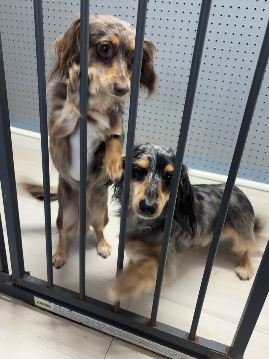 Winnie and Vinnie bonded pair