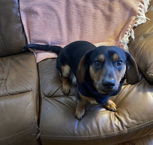 Leroy  Dachshund mix, an adoptable Unknown breed in York, SC