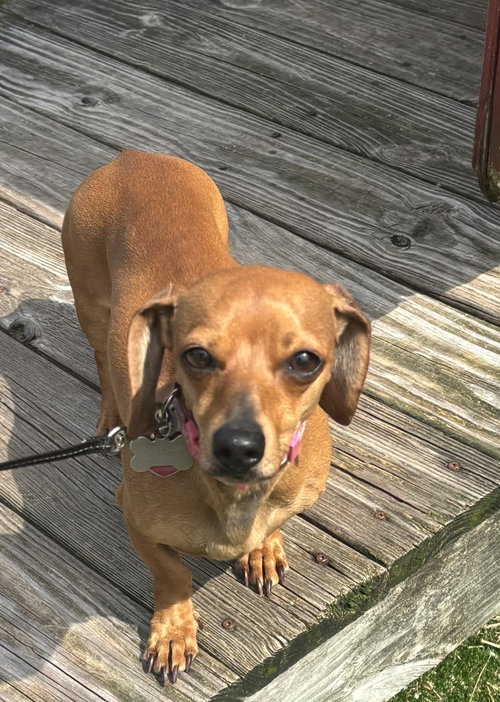 Maple, an adoptable Dachshund in York, SC