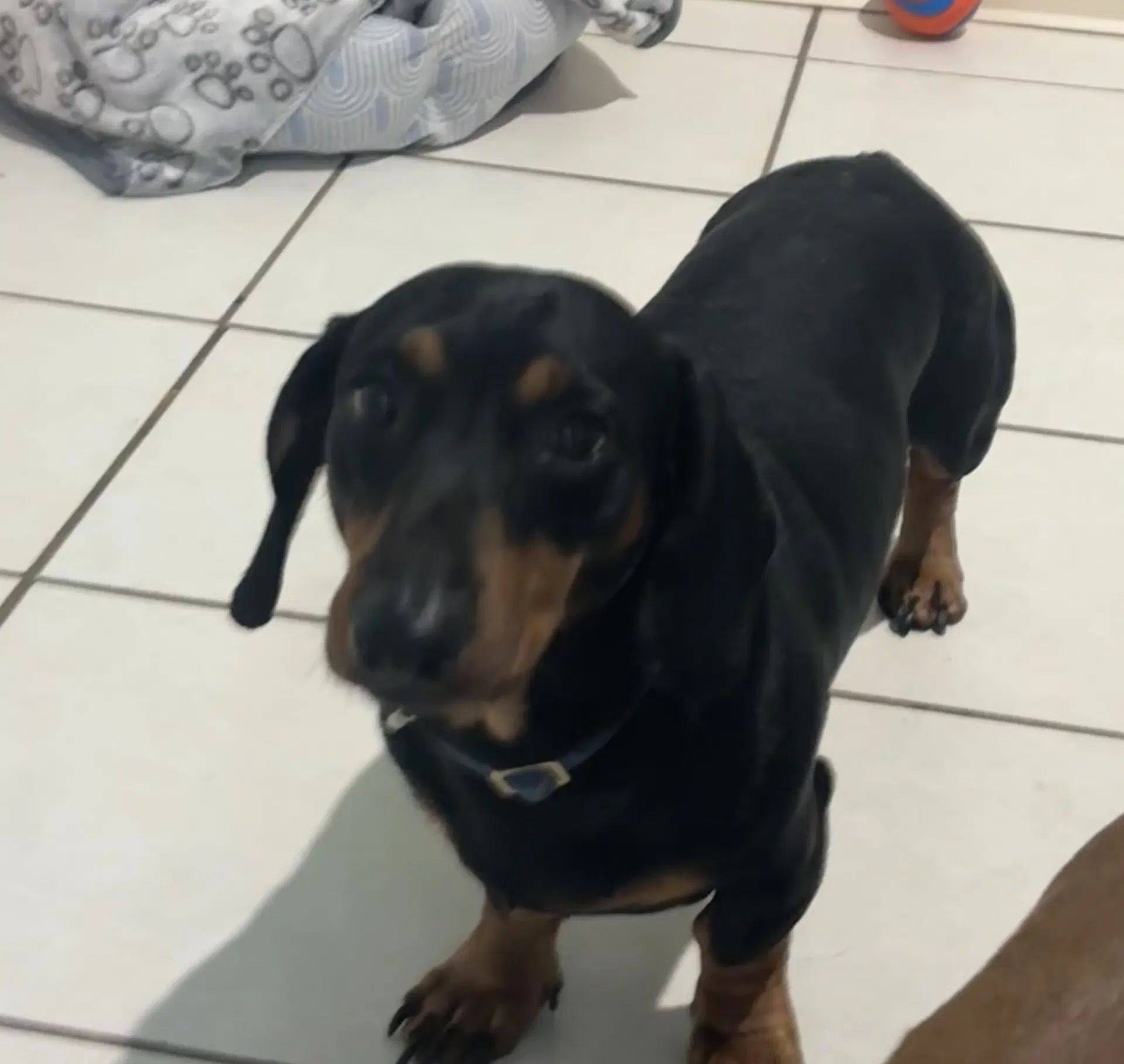 Leroy - Dachshund