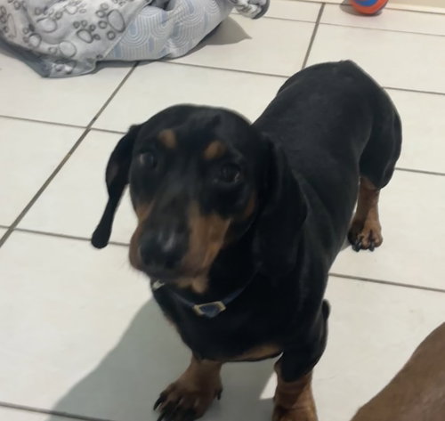 Leroy, an adoptable Dachshund in York, SC