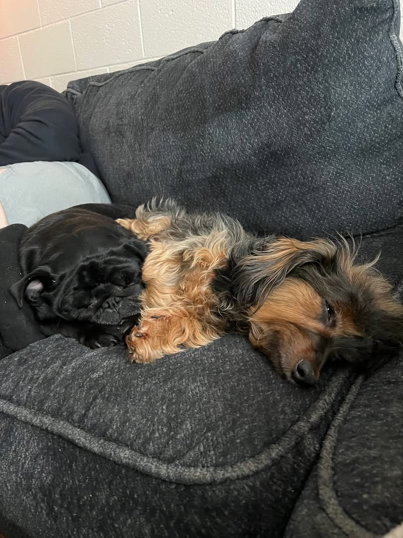 Paisley dachshund mix, Dachshund