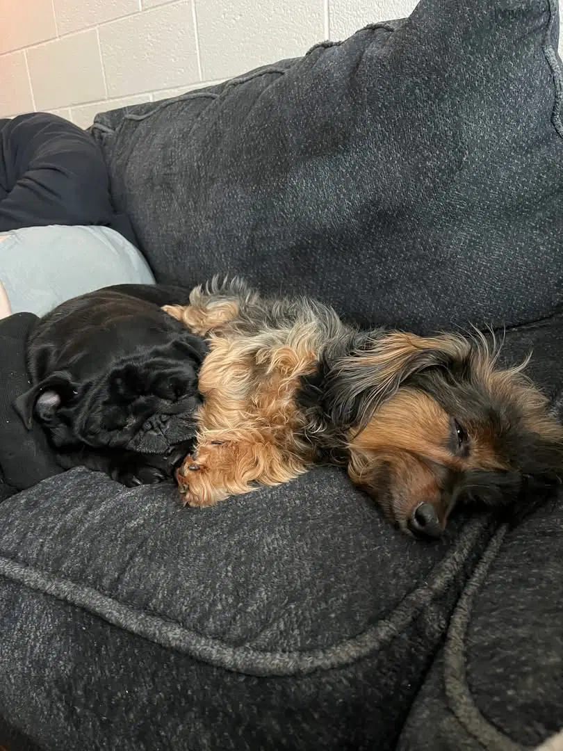 Paisley Dachshund Mix image 1