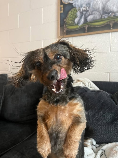 Paisley dachshund mix, photo 2
