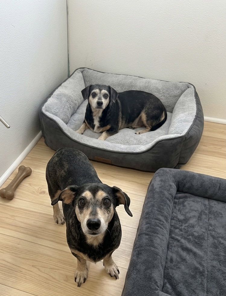 Chiquita and Papiita bonded pair, Mixed Breed