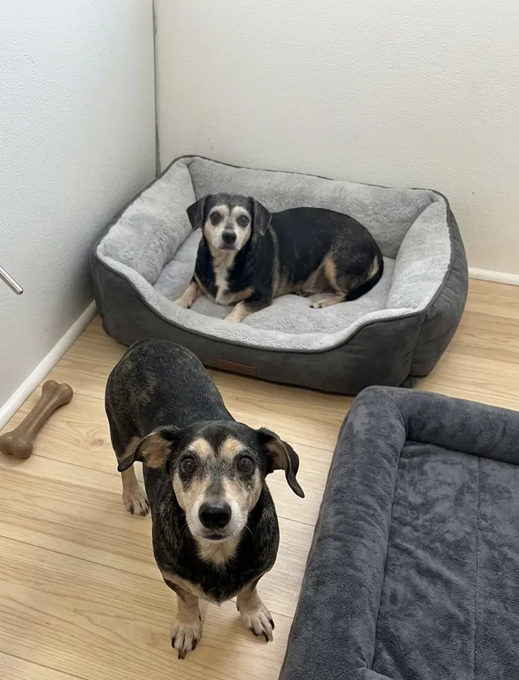 Chiquita And Papiita Bonded Pair - Unknown