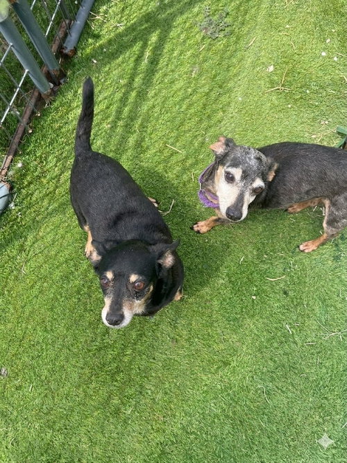 Cookies and fudge bar mixed dach bonded pair