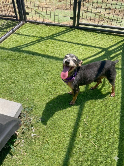 Photo 4 of Cookies and fudge bar mixed dach bonded pair