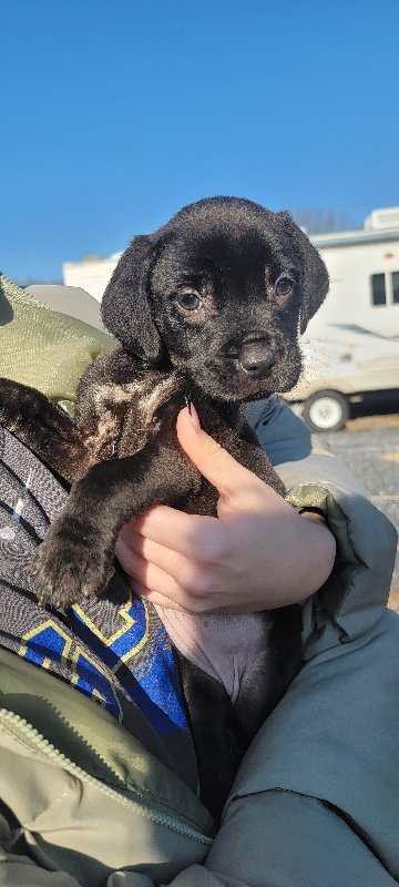 adoptable Dog in Egg Harbor City, NJ named Aurora