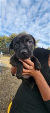 adoptable Dog in egg harbor city, NJ named Rhianna