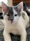 adoptable Cat in egg harbor , NJ named Brie