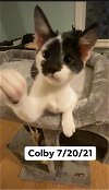 adoptable Cat in egg harbor , NJ named Colby