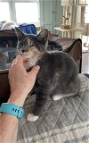 adoptable Cat in egg harbor , NJ named Mayzie