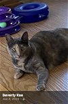 adoptable Cat in egg harbor city, NJ named Snickers