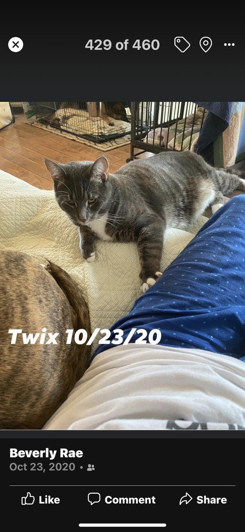 TWIX - Domestic Short Hair available for adoption