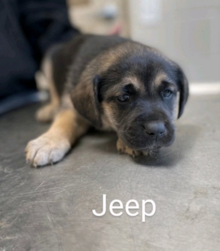 adoptable Dog in Egg Harbor City, NJ named Jeep
