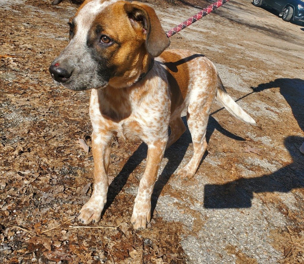 adoptable Dog in Saint Clairsville, OH named PEANUT