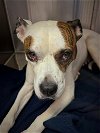 adoptable Dog in , OH named LOVELY