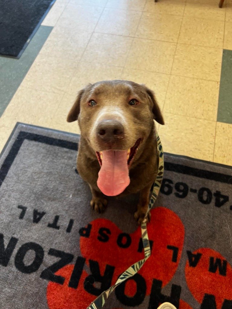 adoptable Dog in Saint Clairsville, OH named COACH