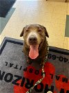adoptable Dog in  named COACH