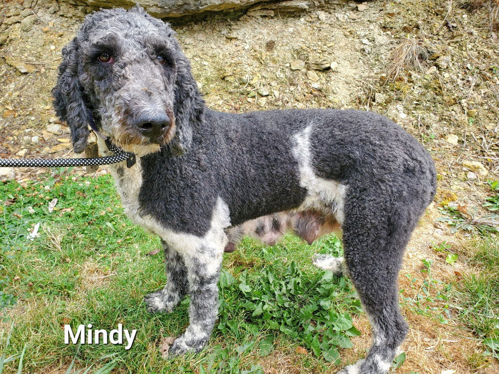 adoptable Dog in Saint Clairsville, OH named MINDY