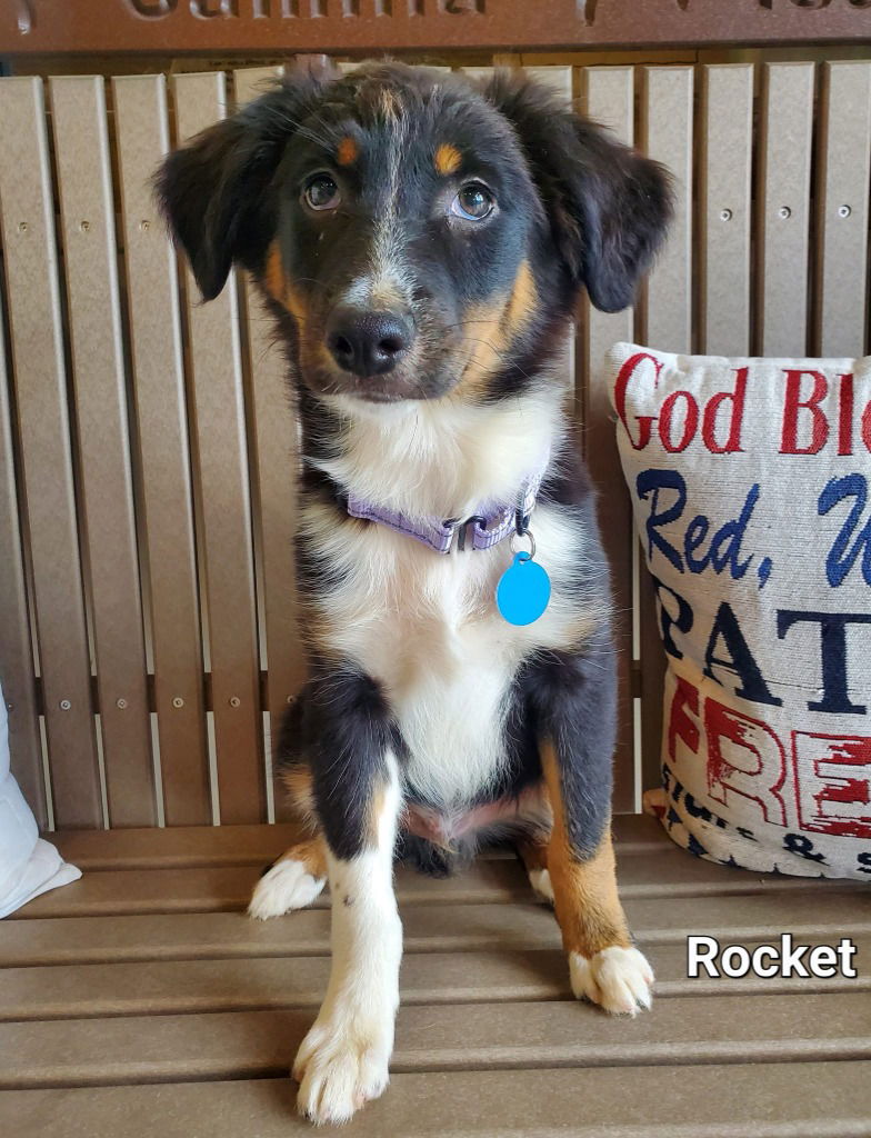 adoptable Dog in Saint Clairsville, OH named ROCKET