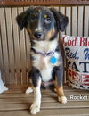 adoptable Dog in , OH named ROCKET