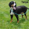 adoptable Dog in saint clairsville, OH named TANYA