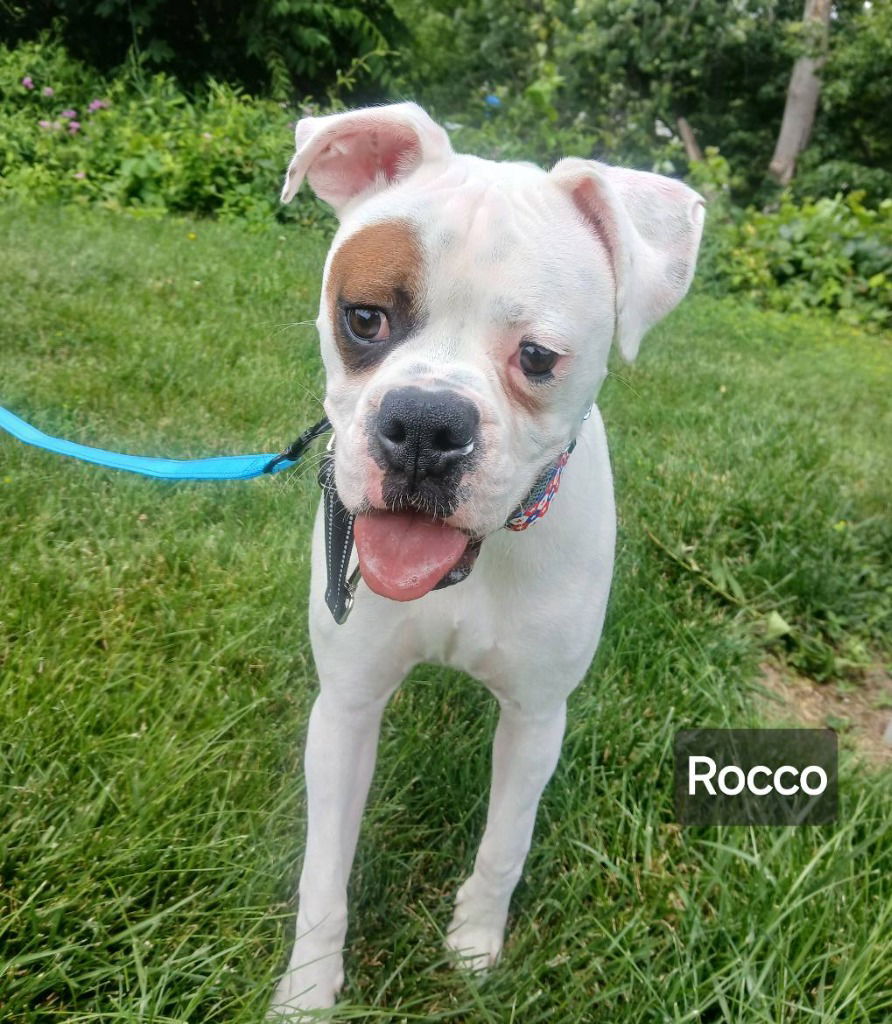adoptable Dog in Saint Clairsville, OH named ROCCO