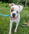 adoptable Dog in  named ROCCO