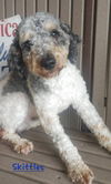 adoptable Dog in saint clairsville, OH named SKITTLES