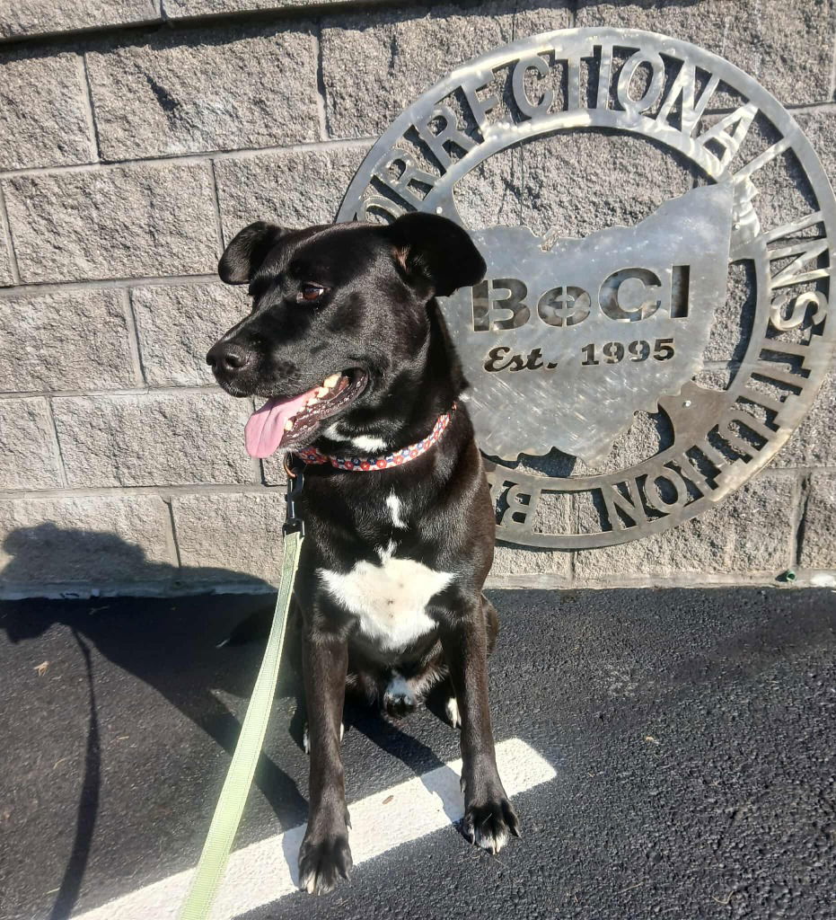 adoptable Dog in Saint Clairsville, OH named BUDDY