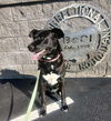 adoptable Dog in  named BUDDY