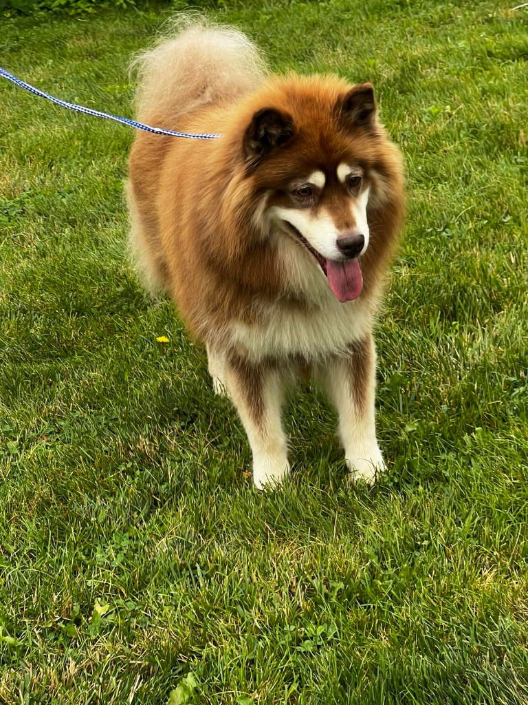 adoptable Dog in Saint Clairsville, OH named SYD