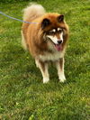 adoptable Dog in  named SYD