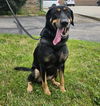 adoptable Dog in saint clairsville, OH named BELLATRIX