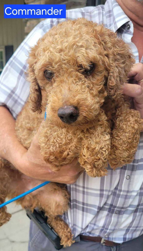 adoptable Dog in Saint Clairsville, OH named COMMANDER