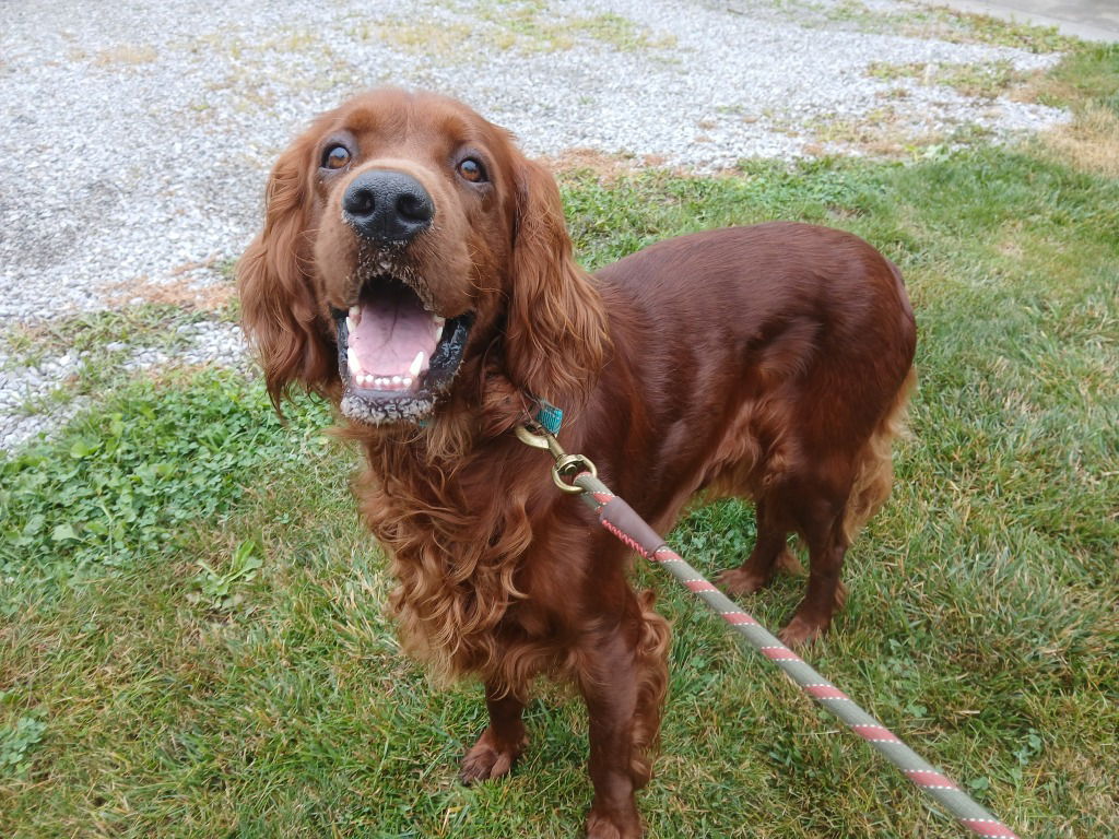 adoptable Dog in Saint Clairsville, OH named RED
