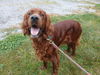 adoptable Dog in , OH named RED