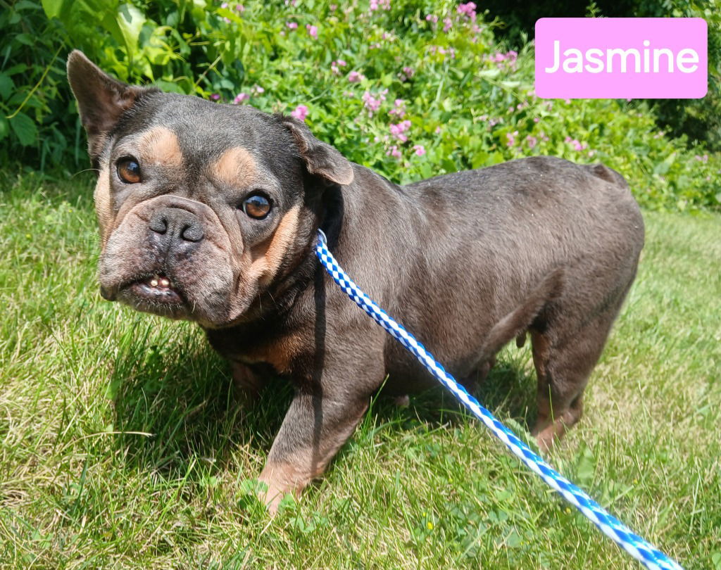 adoptable Dog in Saint Clairsville, OH named JASMINE
