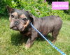 adoptable Dog in  named JASMINE