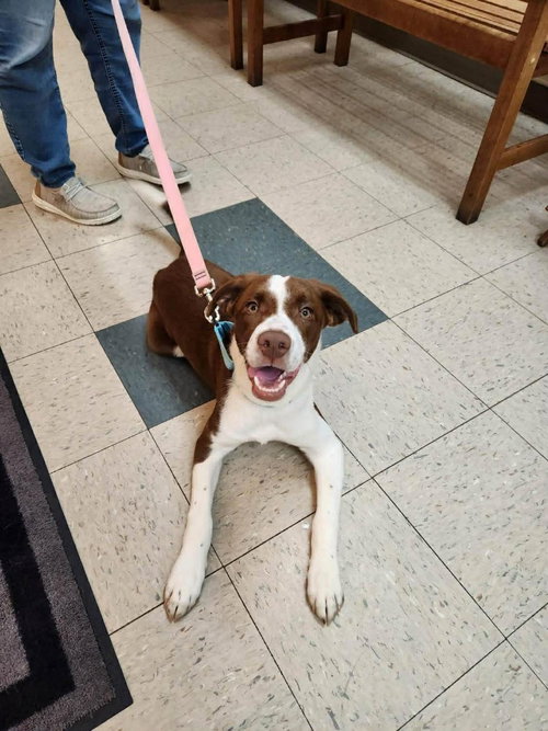 MINGO, an adoptable Hound in St Clairsville , OH