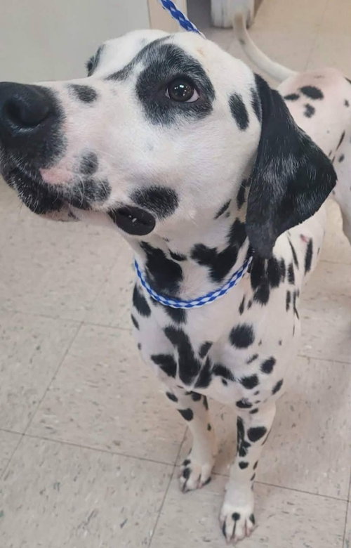 PONGO, an adoptable Dalmatian in St Clairsville , OH