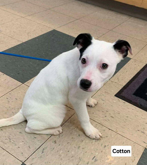 COTTON