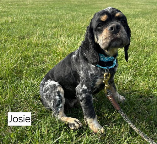 JOSIE, an adoptable Cocker Spaniel in St Clairsville , OH
