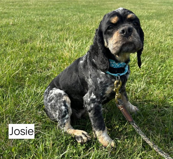 JOSIE